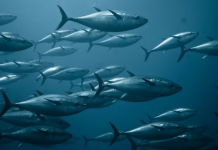 The first shipment of sea tuna from Malta arrives in China