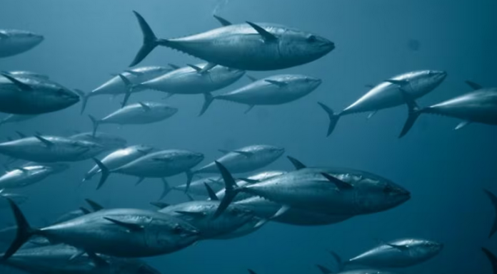 The first shipment of sea tuna from Malta arrives in China
