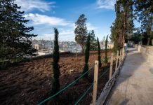 Over 8,000 new trees in 2024