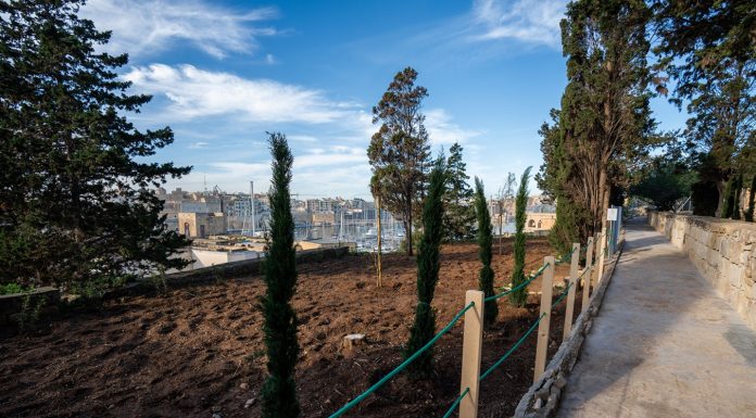 Over 8,000 new trees in 2024