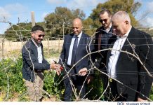 Compensation to Girgentina and Ġellewża grape farmers for production losses