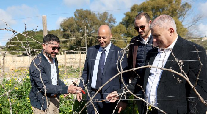 Compensation to Girgentina and Ġellewża grape farmers for production losses