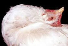 All necessary measures being taken to control outbreak of Newcastle Disease in Malta