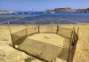 Turtle nesting season begins as loggerhead turtle lays eggs at Ġnejna