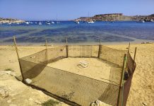 Turtle nesting season begins as loggerhead turtle lays eggs at Ġnejna