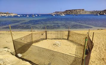 Turtle nesting season begins as loggerhead turtle lays eggs at Ġnejna