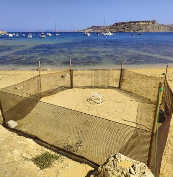 Turtle nesting season begins as loggerhead turtle lays eggs at Ġnejna