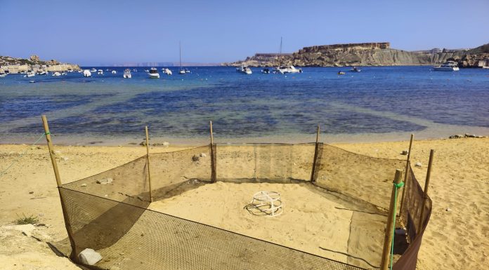 Turtle nesting season begins as loggerhead turtle lays eggs at Ġnejna