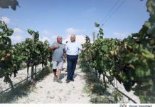 Grape harvest season opens for wine production
