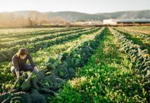 EU Parliament adopts its position on the future of EU agriculture policy