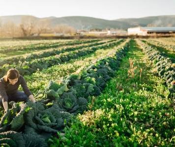 EU Parliament adopts its position on the future of EU agriculture policy