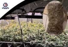 Drugs find: man arrested in Pieta on European Arrest Warrant