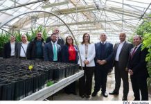 Palm Distribution Scheme helps Local Councils continue to beautify communities and enhance the urban environment