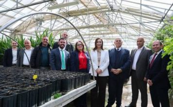 Palm Distribution Scheme helps Local Councils continue to beautify communities and enhance the urban environment