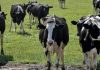 Emergency measures introduced to safeguard Malta against Foot and Mouth Disease