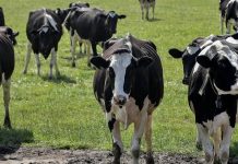 Emergency measures introduced to safeguard Malta against Foot and Mouth Disease