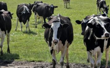 Emergency measures introduced to safeguard Malta against Foot and Mouth Disease