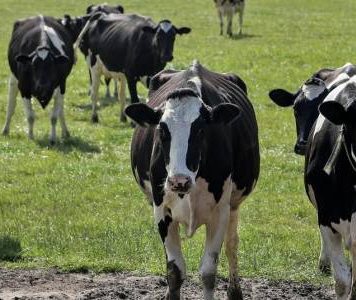 Emergency measures introduced to safeguard Malta against Foot and Mouth Disease