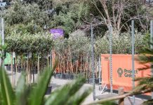 Distribution of trees begins to the first beneficiaries of the tree-planting initiative