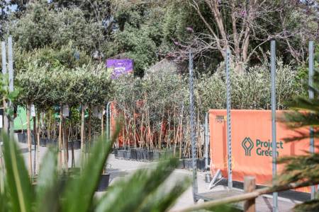 Distribution of trees begins to the first beneficiaries of the tree-planting initiative