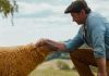 Movie News: The Sheep Detectives trailer