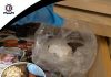 Two men and a woman arrested on drugs trafficking charges