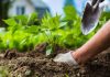 Fertiliser prices: MEPs approve support for farmers