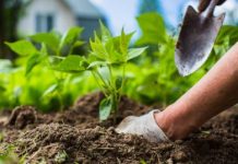 Fertiliser prices: MEPs approve support for farmers