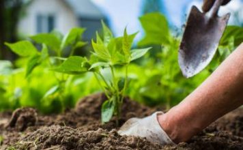 Fertiliser prices: MEPs approve support for farmers