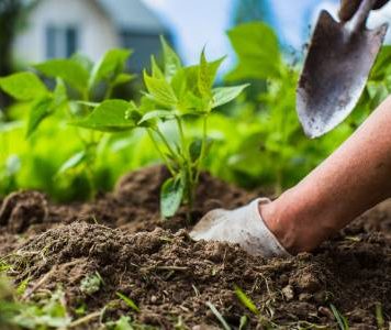 Fertiliser prices: MEPs approve support for farmers