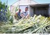 The Government continues to support fishermen with the distribution of palm fronds for the lampuki season