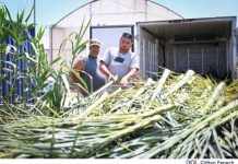 The Government continues to support fishermen with the distribution of palm fronds for the lampuki season
