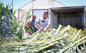 The Government continues to support fishermen with the distribution of palm fronds for the lampuki season